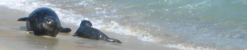 Going for a Swim